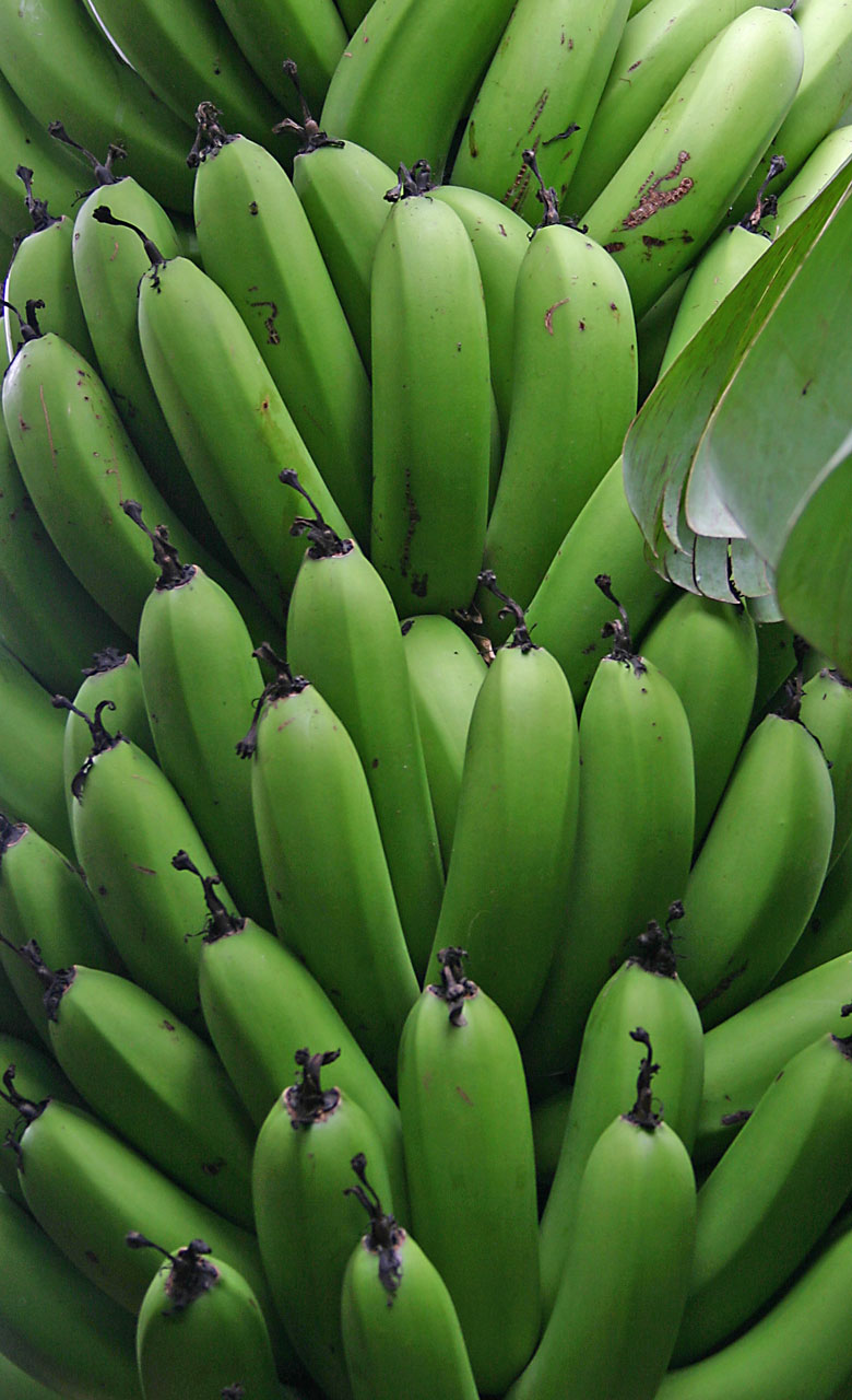 banana fruit unripe free photo