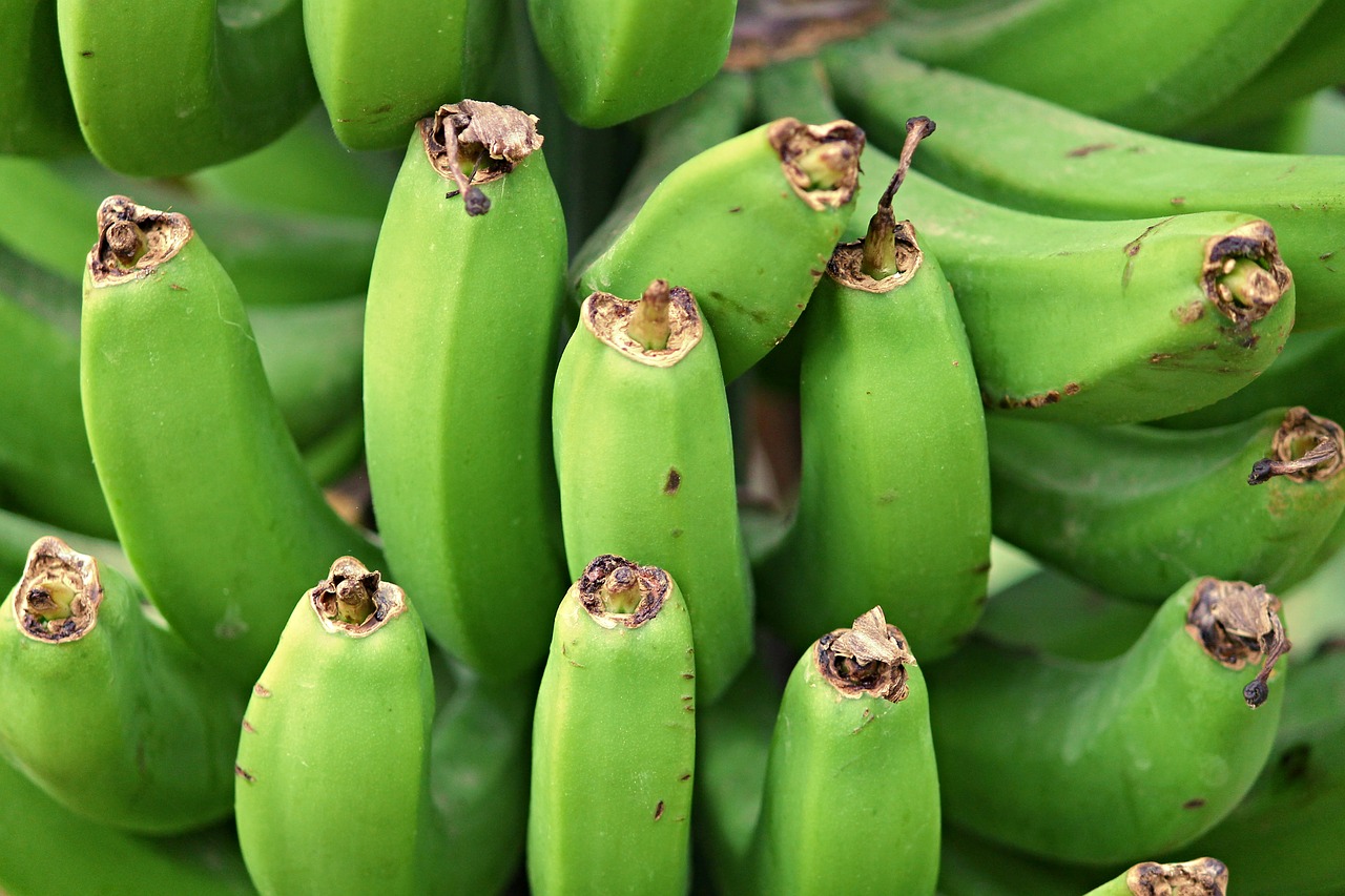 bananas banana shrub tropical fruits free photo