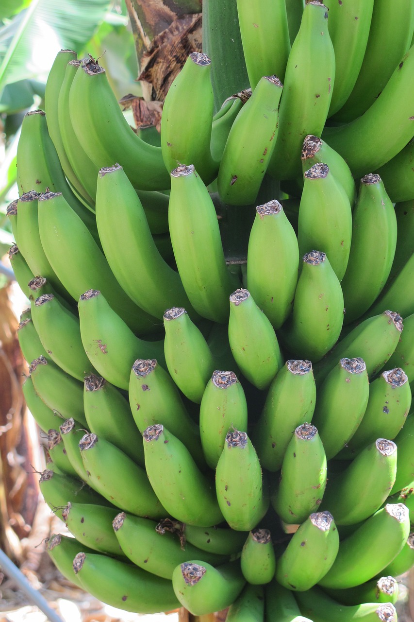 bananas green fruits free photo