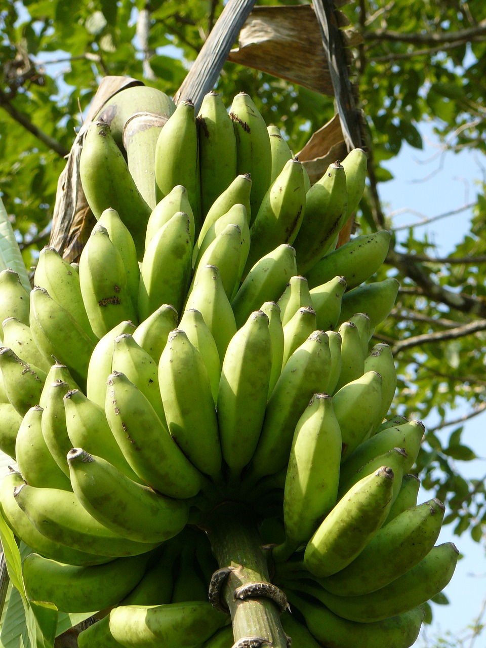 bananas green stalk free photo