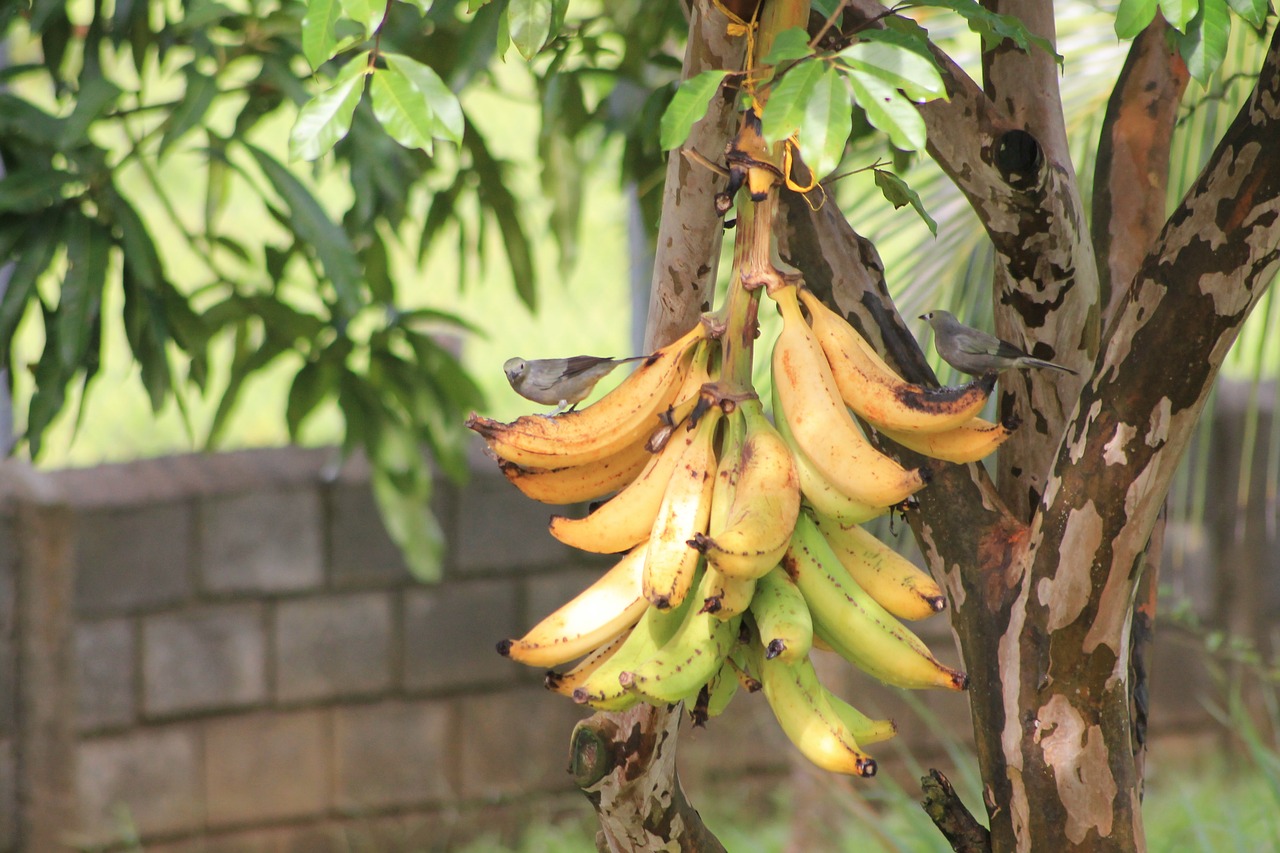 bananas birds nature free photo