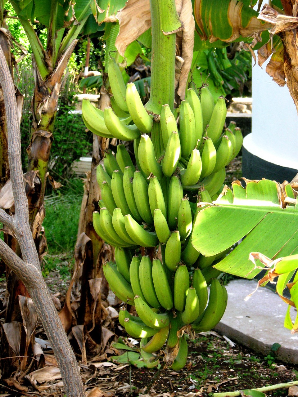 bananas plants palm trees free photo