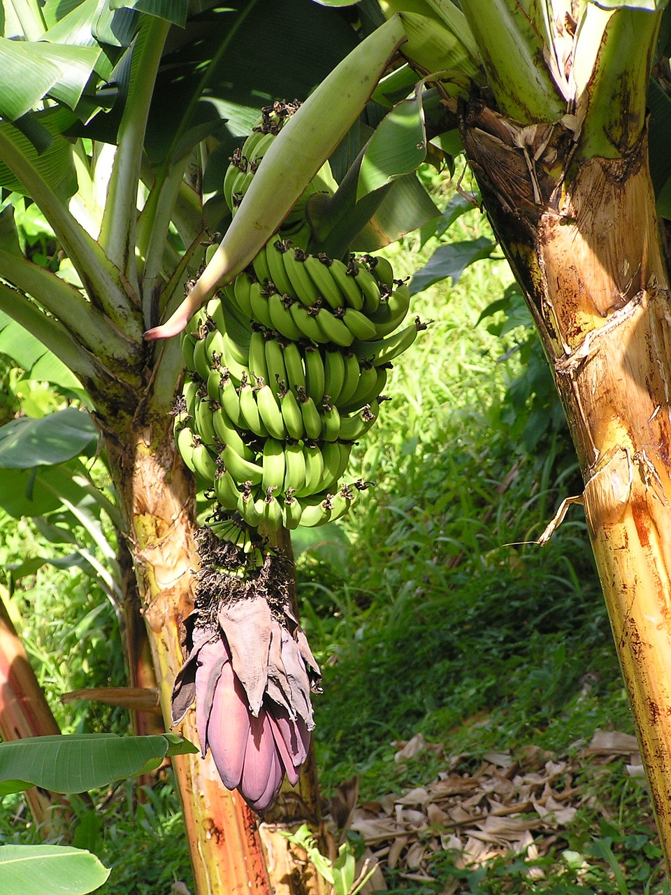 bananas tree plant free photo