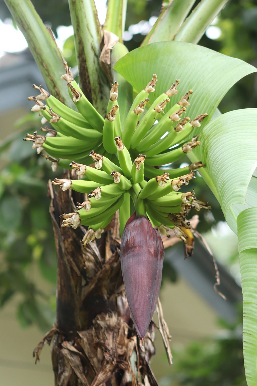 bananas plant garden free photo