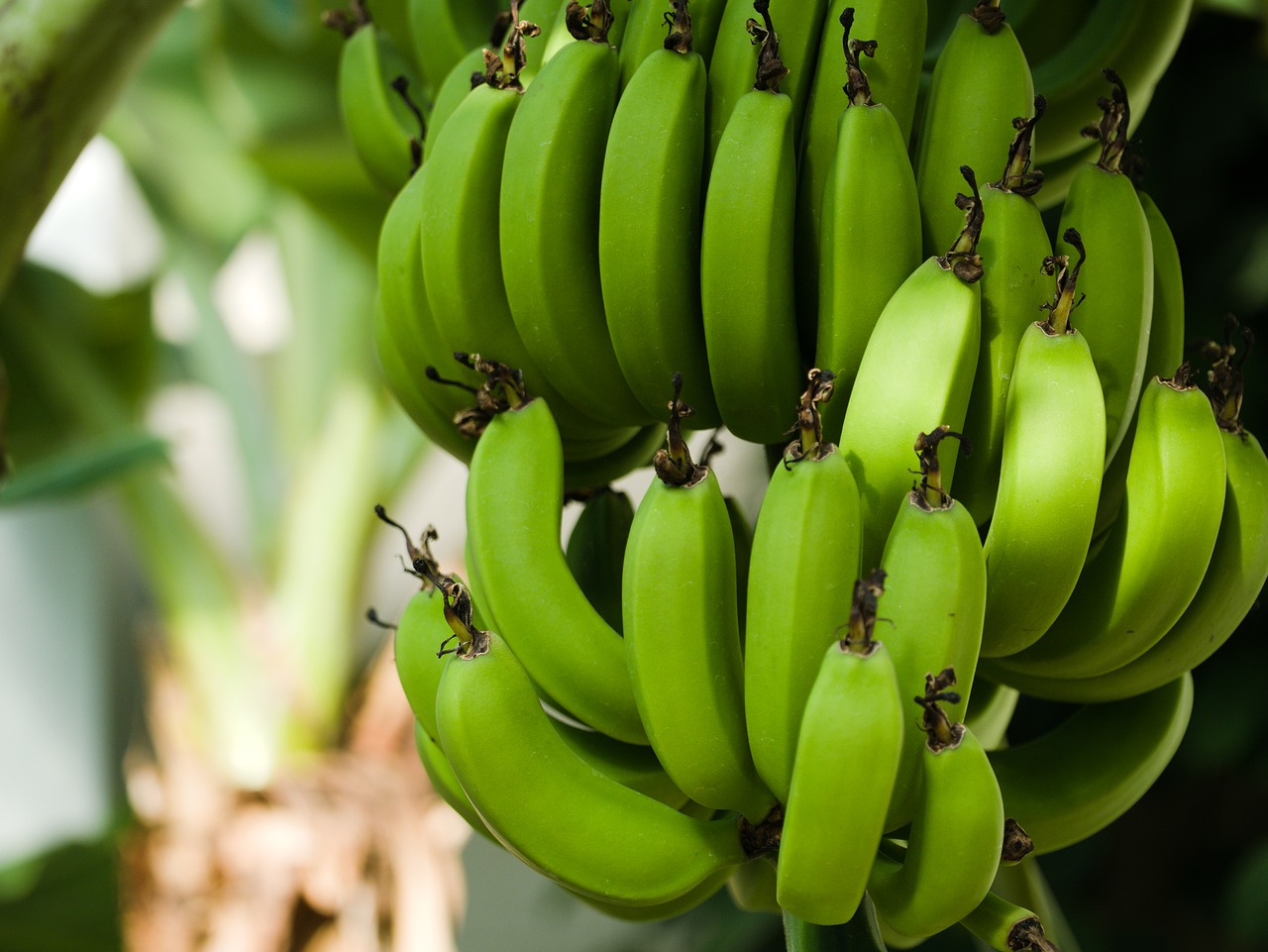 Download free photo of Bananas, banana tree, banana shrub, banana plant ...