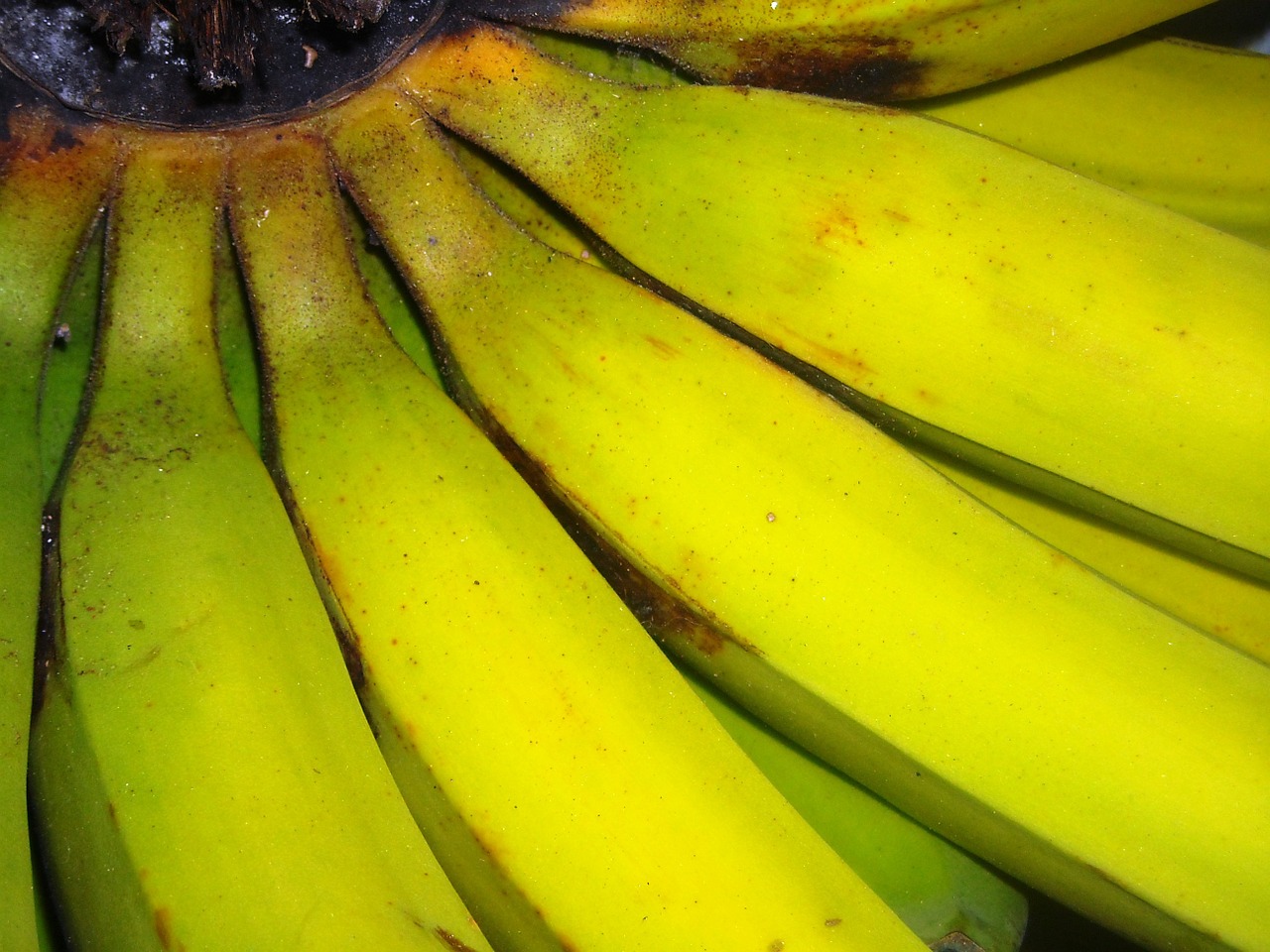 bananas fruit green free photo