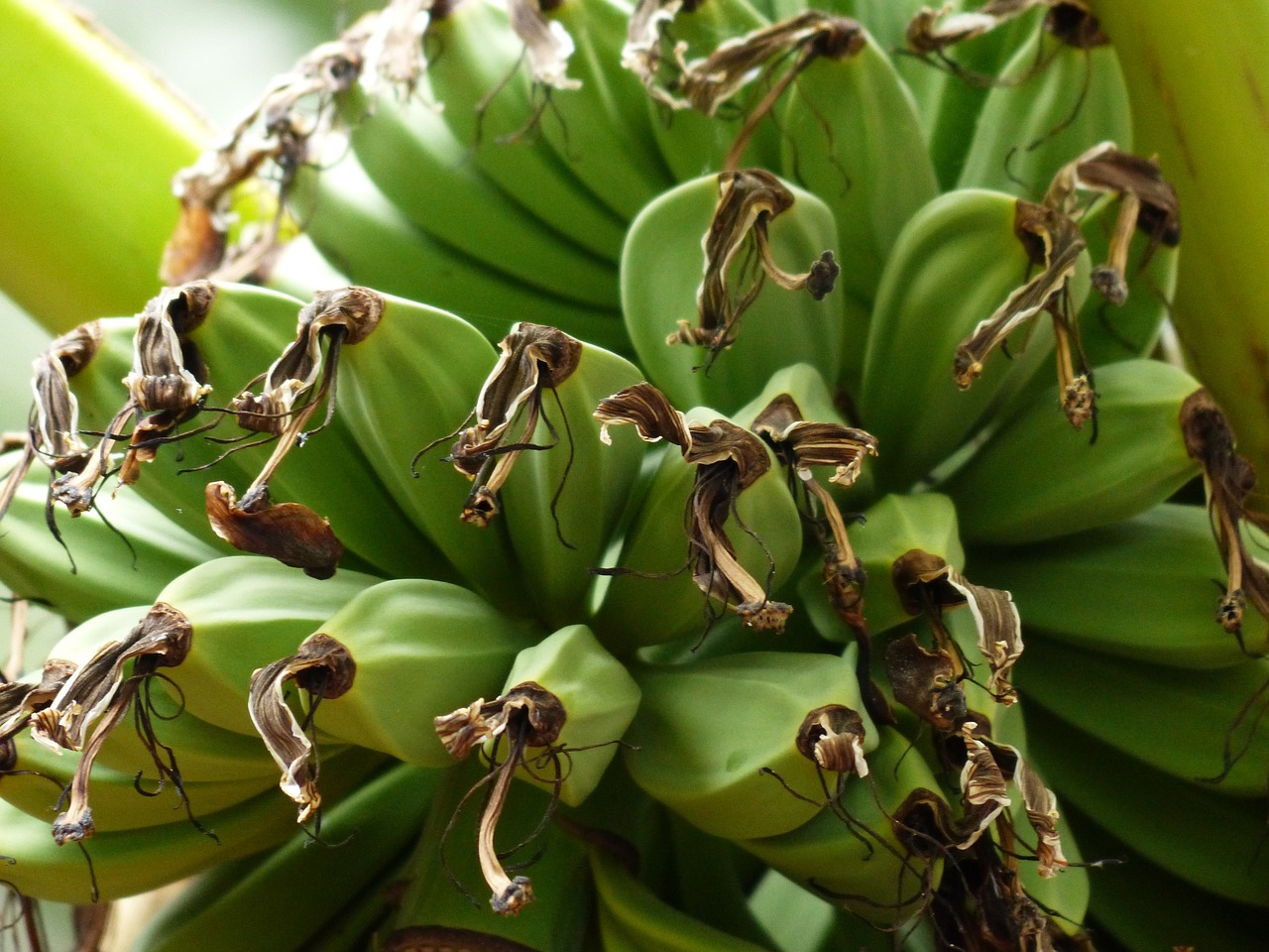 bananas banana shrub plant free photo