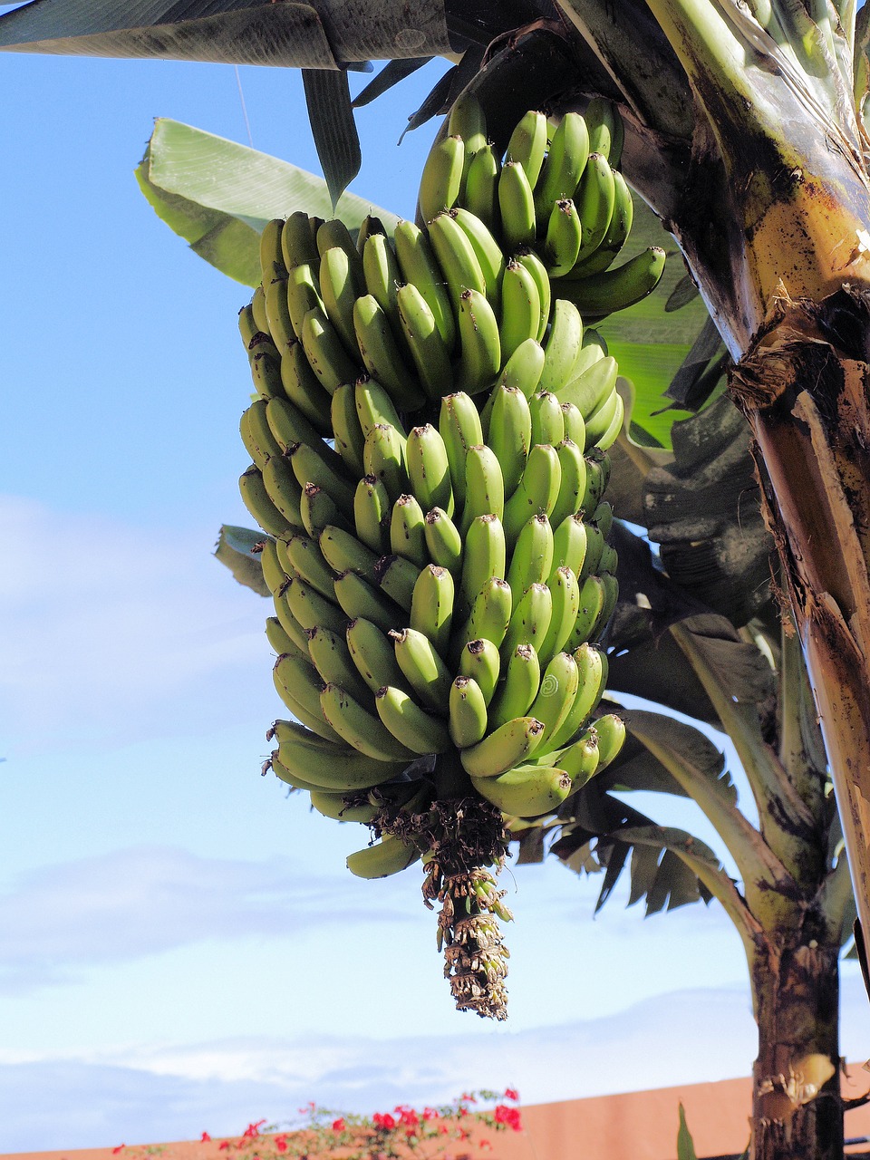 bananas  green  unripe free photo
