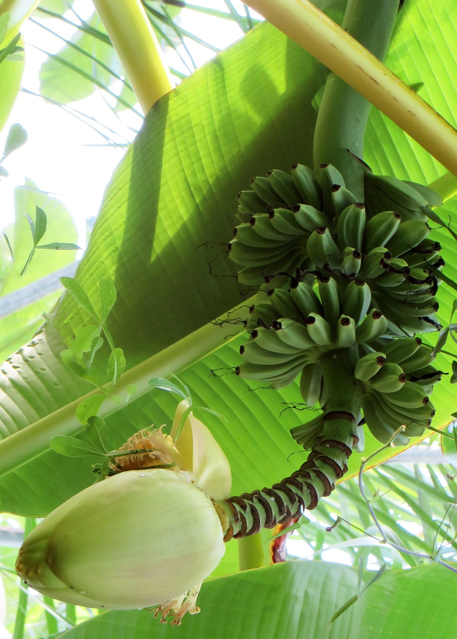 bananas banana shrub banana flower free photo