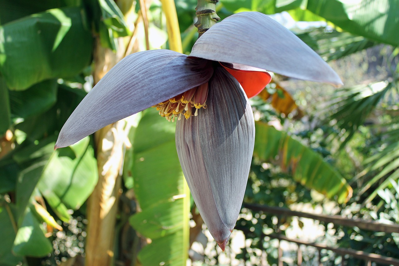 bananas banana garden free photo