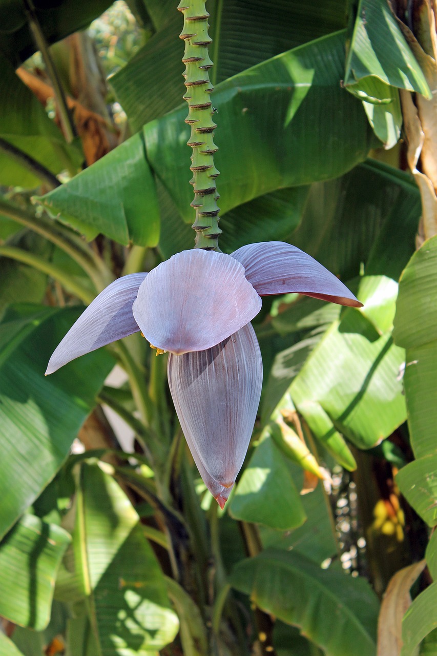 bananas banana garden free photo