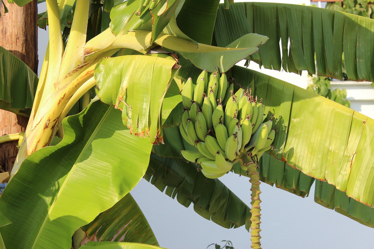 bananas palm tree free photo