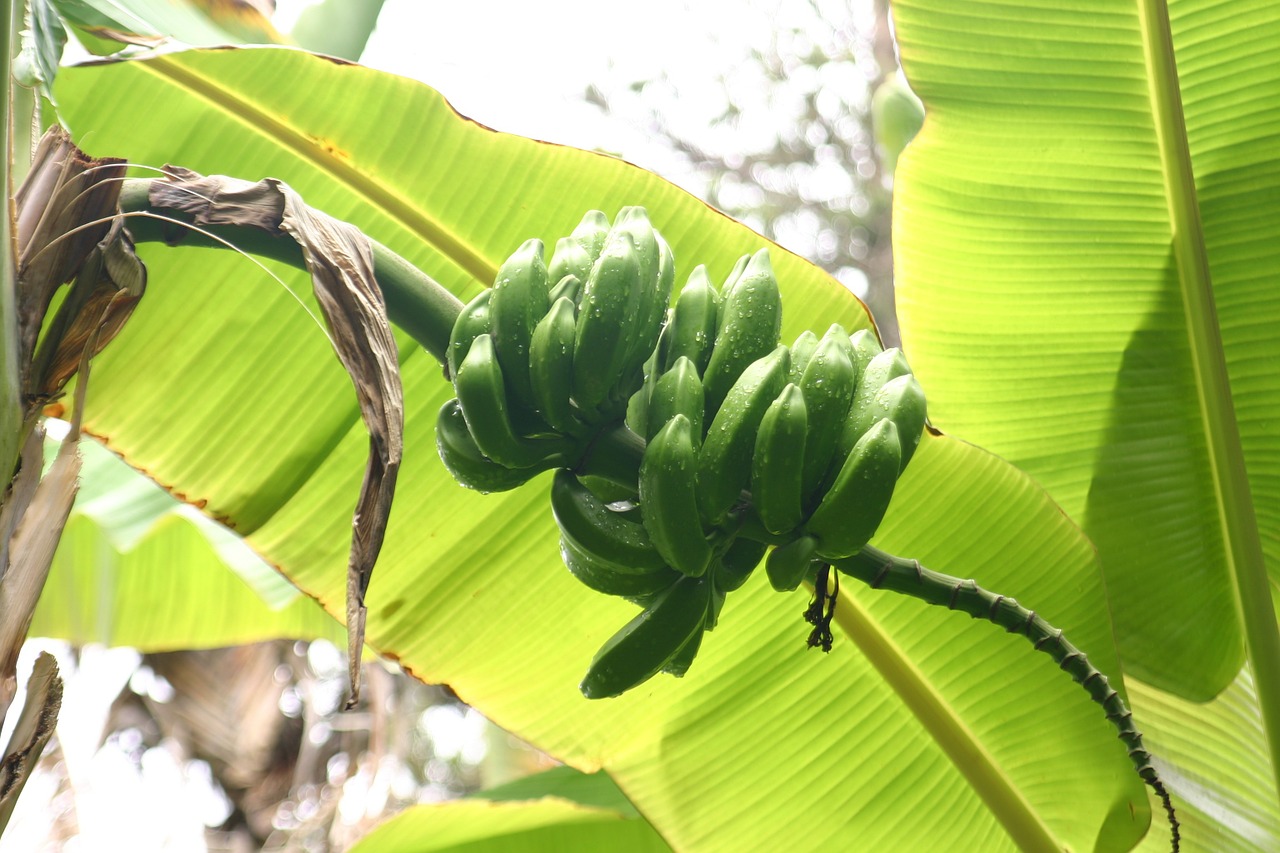 bananas leaves shrub free photo