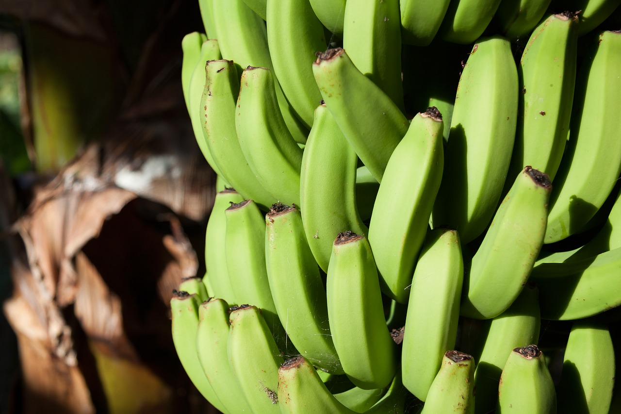 bananas musa genus free photo