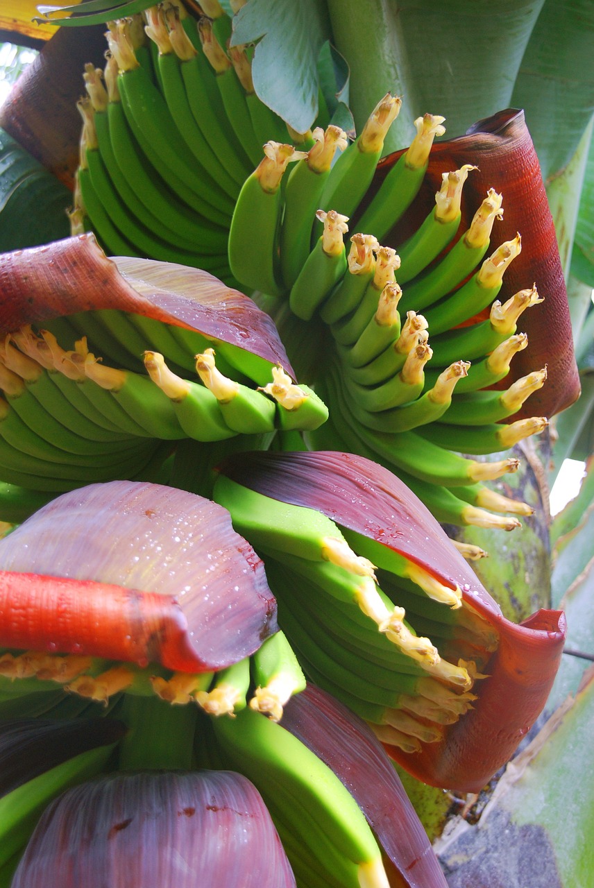 bananas tenerife canary islands free photo