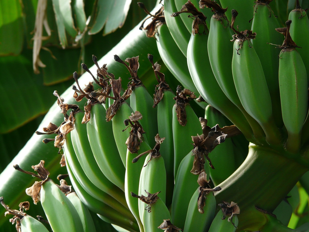 bananas banana bunch shrub free photo