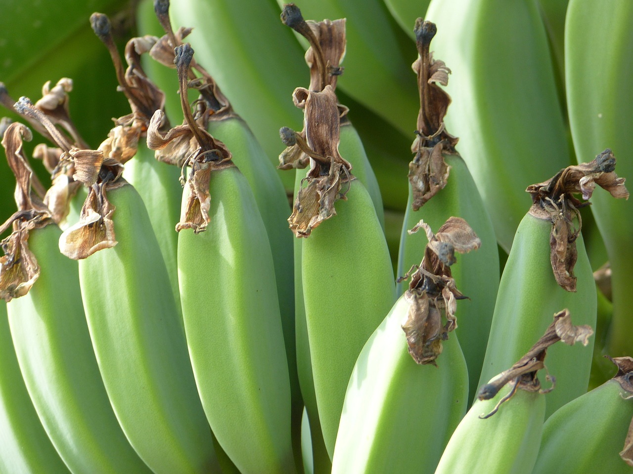 bananas green fruit free photo