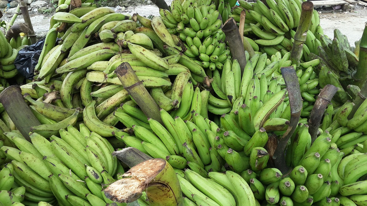 bananas banana tree green free photo