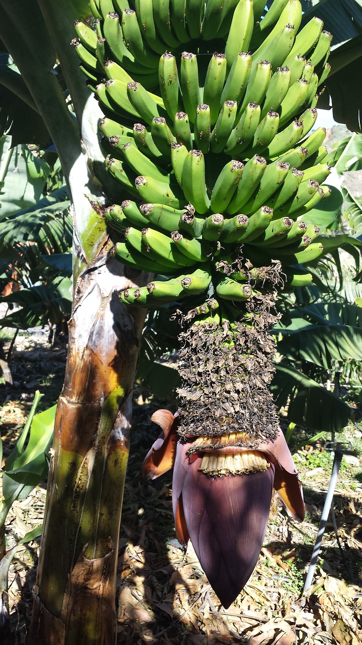 bananas flower tree free photo