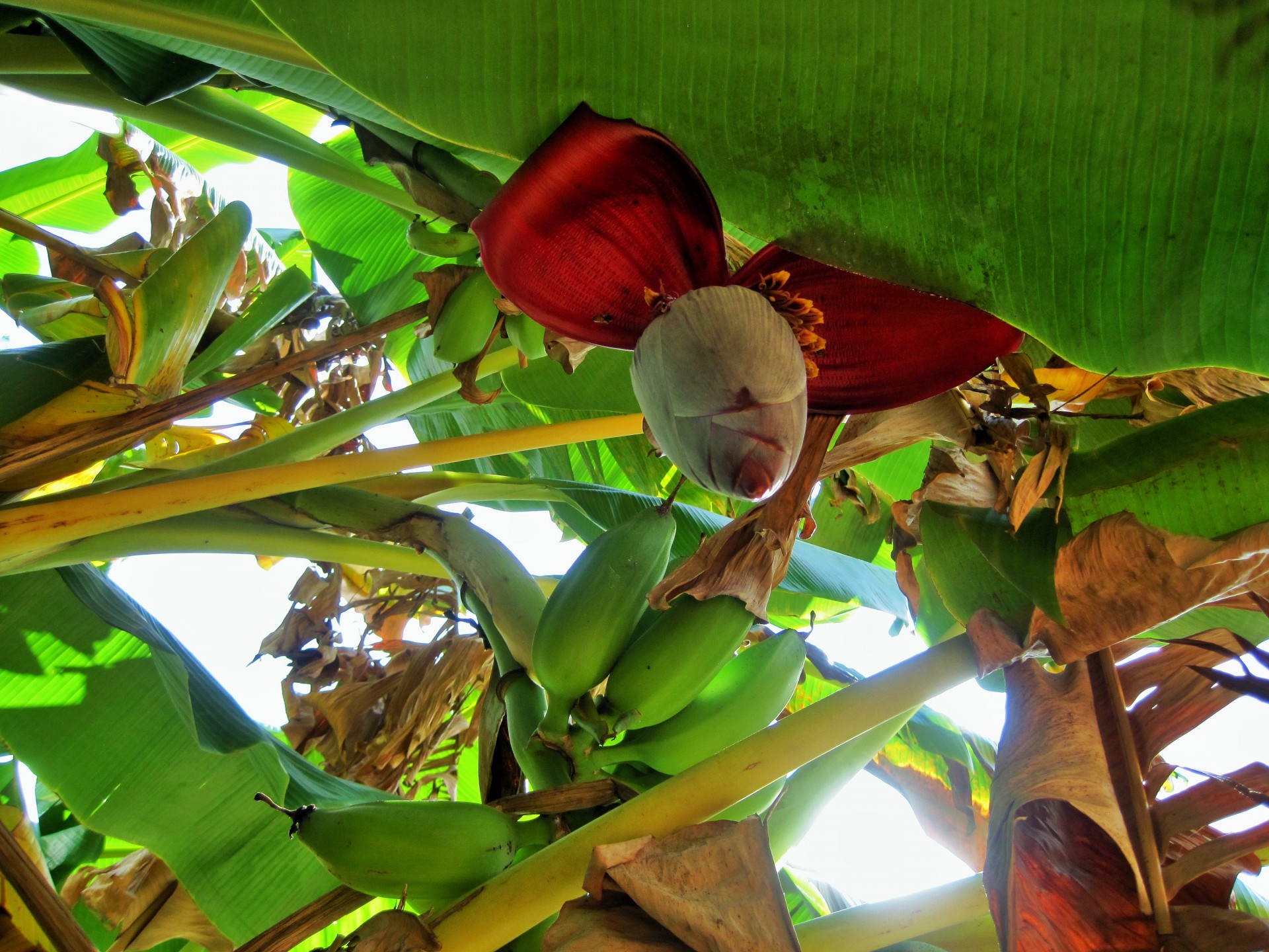 tree bananas green free photo