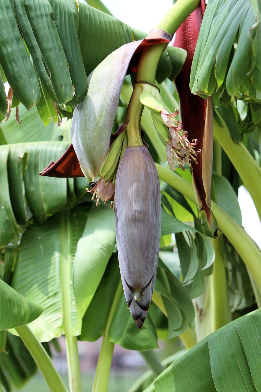 bananas growing backyard tree free photo