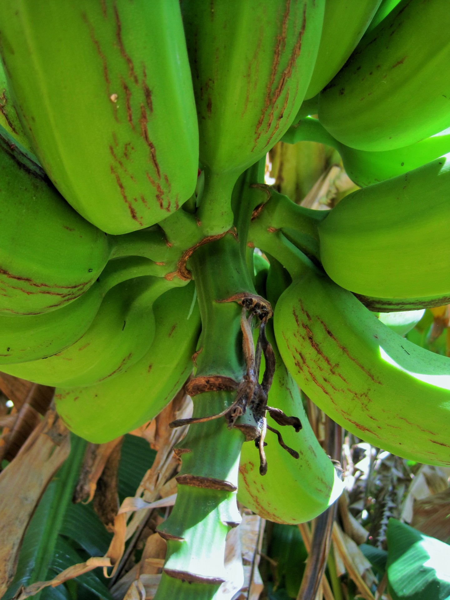 tree bananas fruit free photo