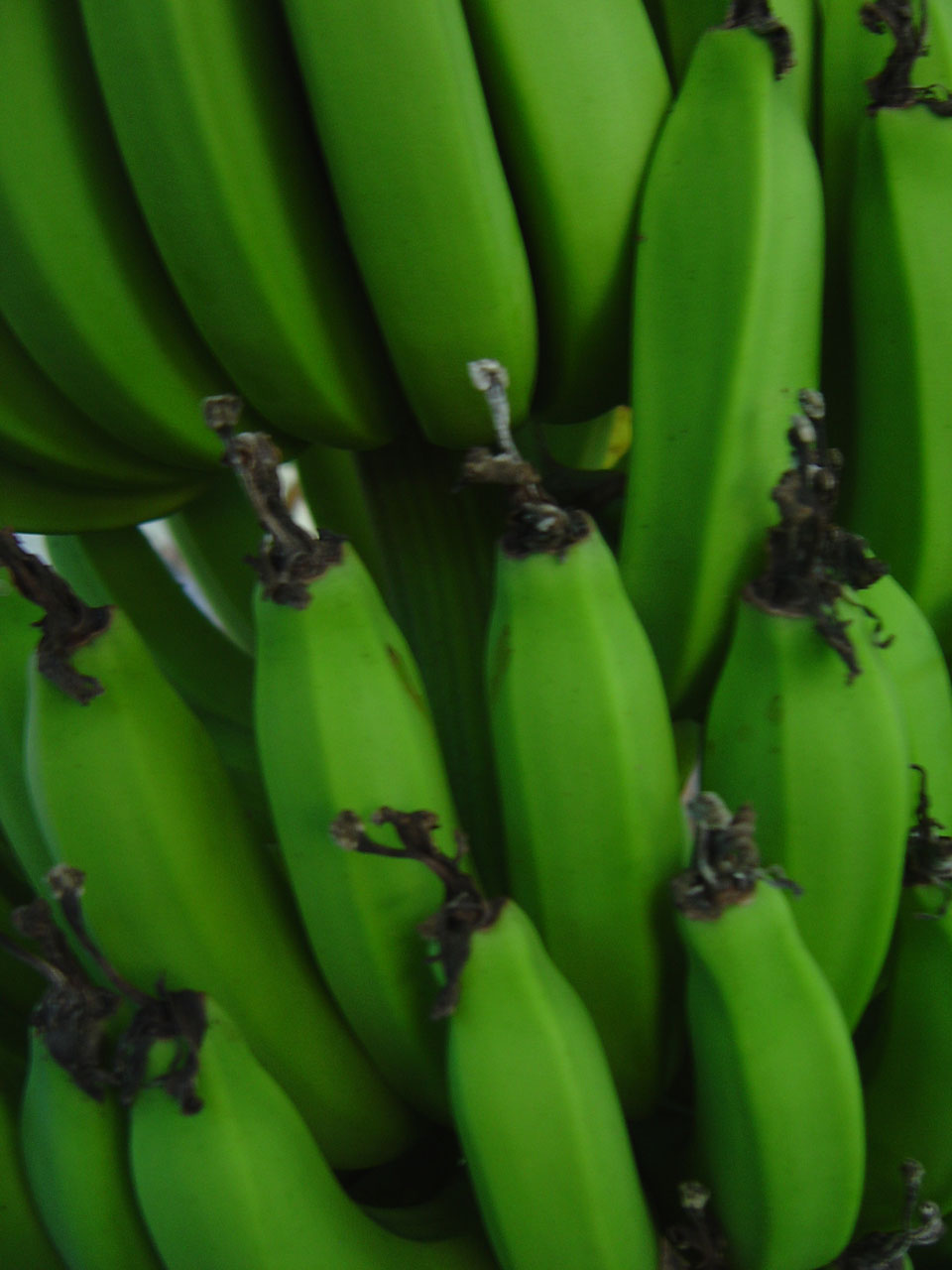 bananas banana tree free photo