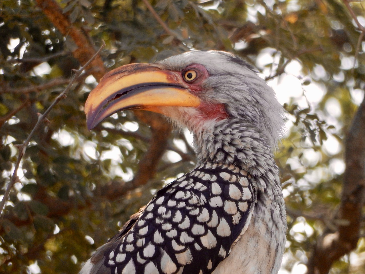 bananenvogel south africa eyes free photo