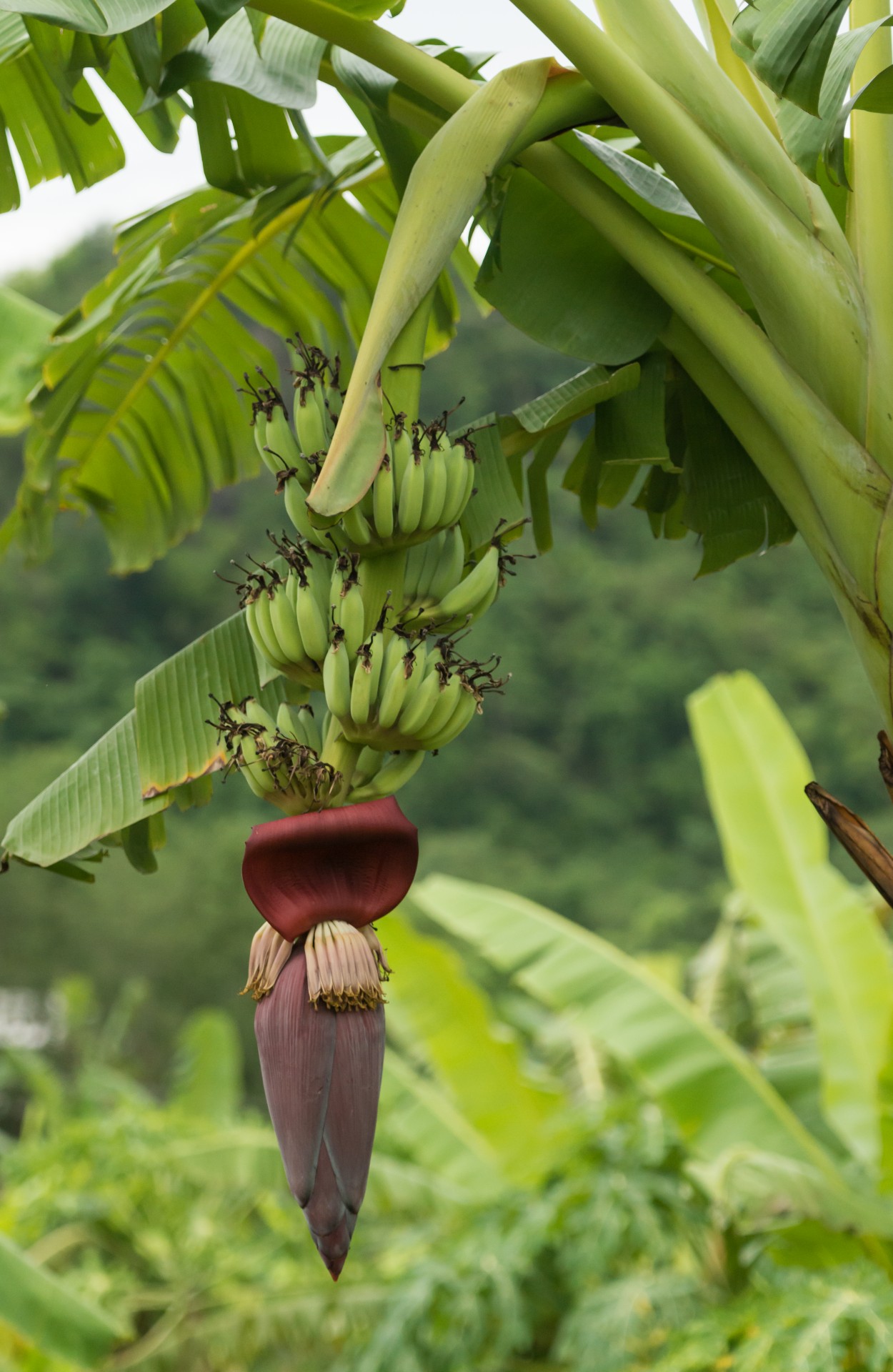 banana thailand nature free photo