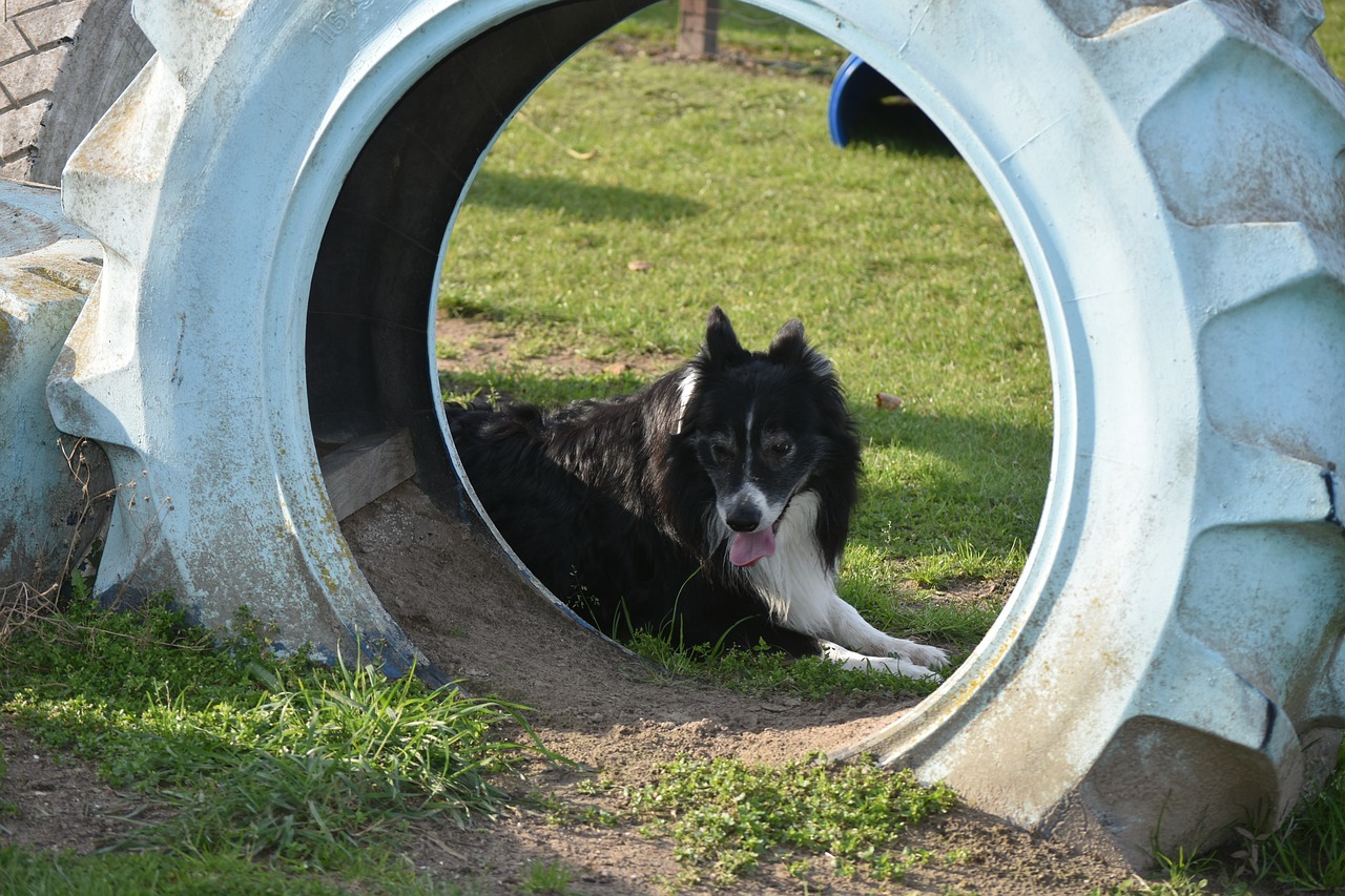 band  dog  dogs free photo