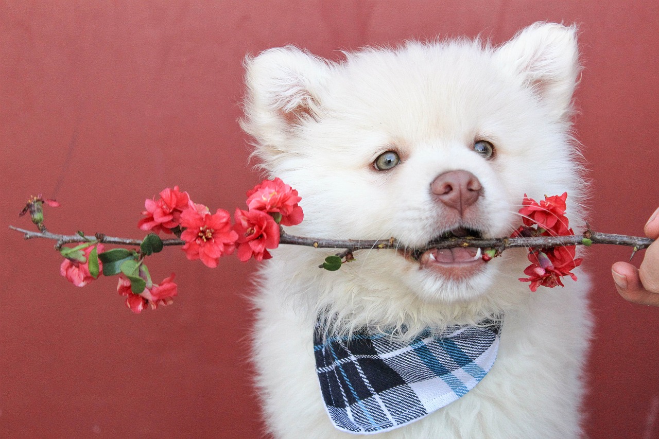 bandana flower red free photo