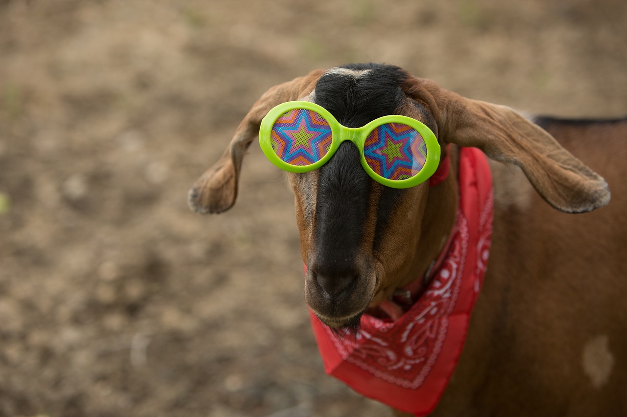 bandana goat silly free photo