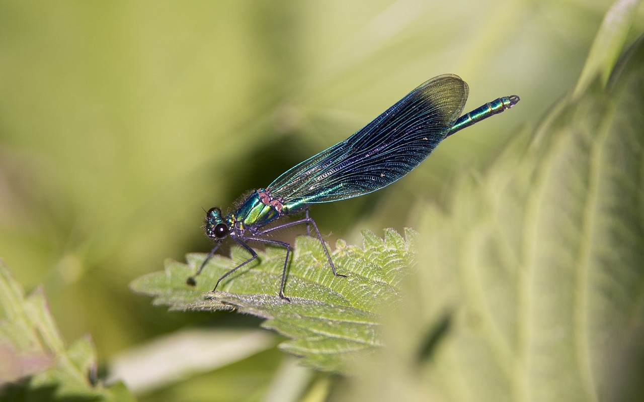 banded demoiselle dragonfly insect free photo