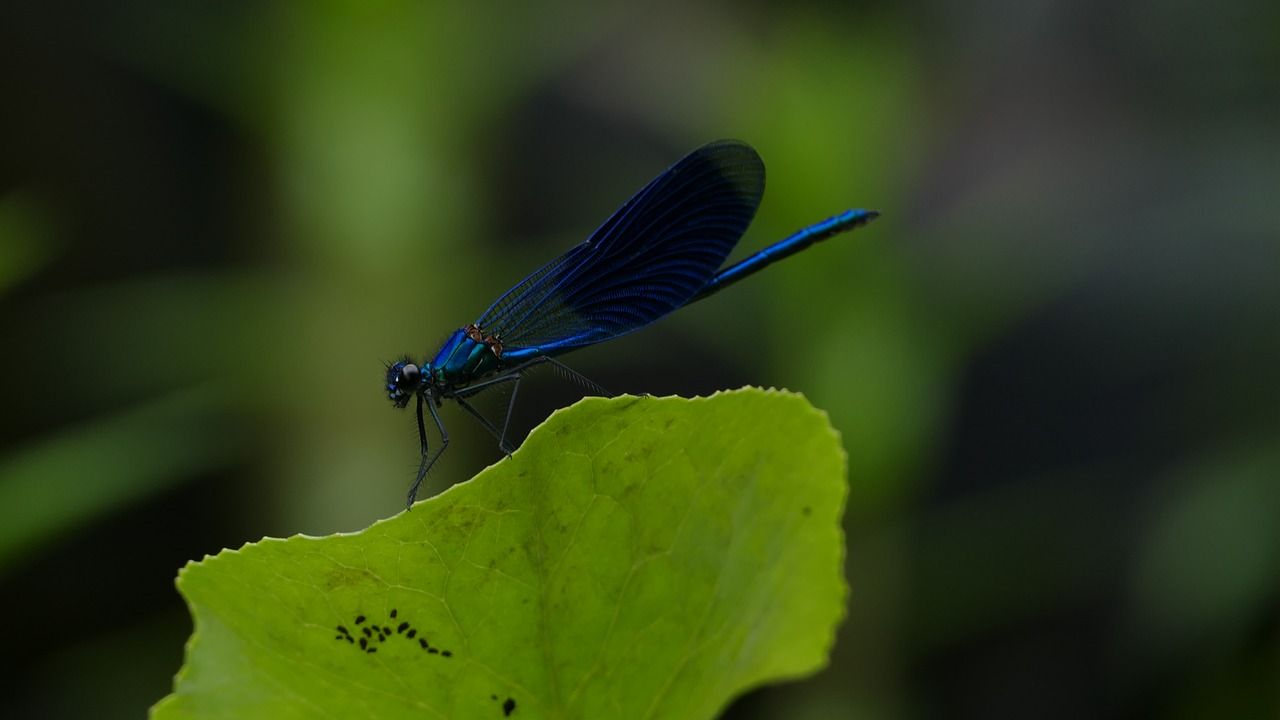 banded demoiselle  dragonfly  blue free photo