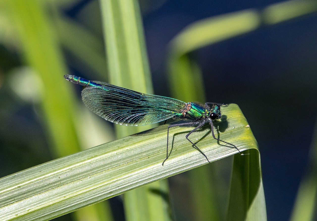 banded demoiselle  male  damselfly free photo