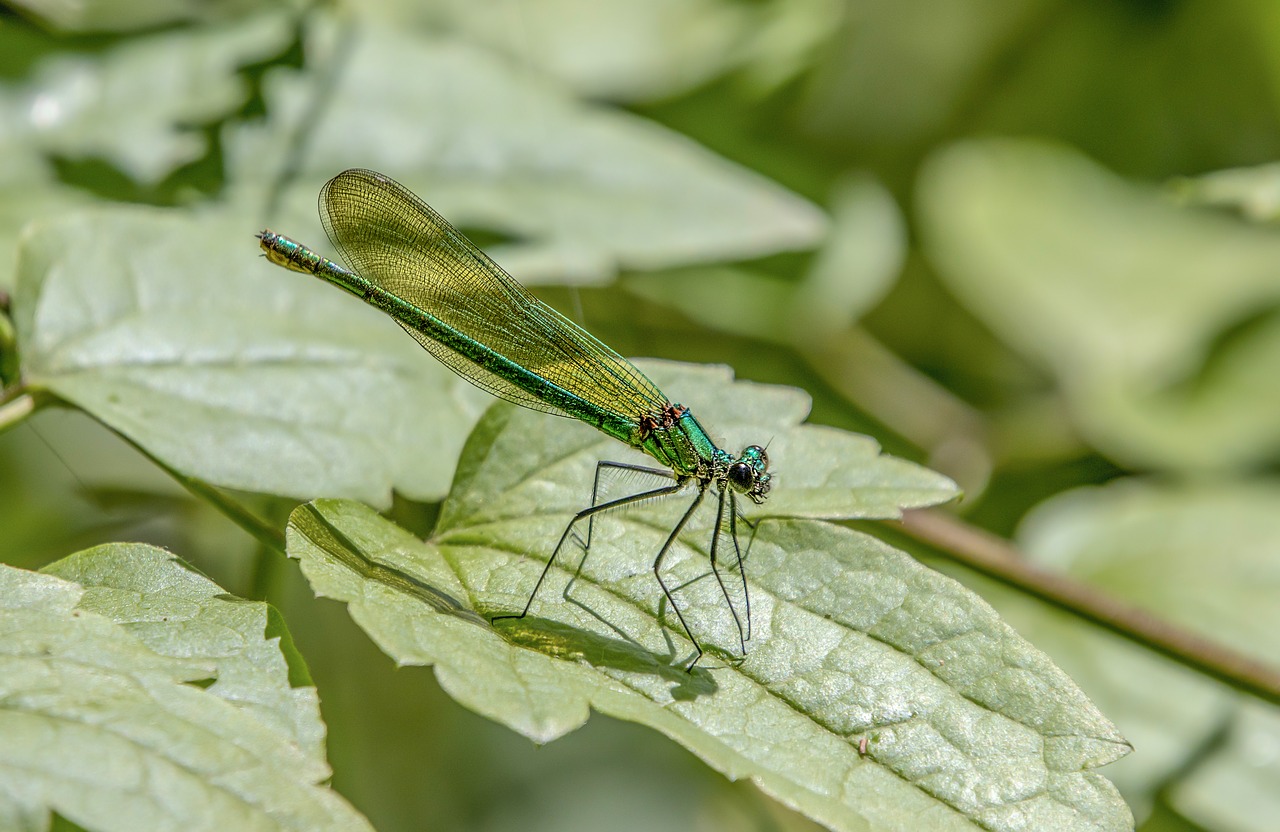 banded demoiselle  female  damselfly free photo