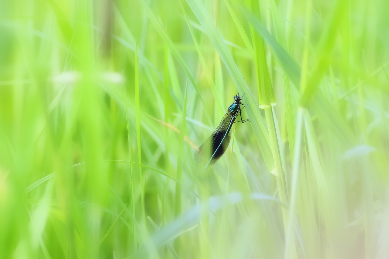 banded demoiselle  demoiselle  insect free photo