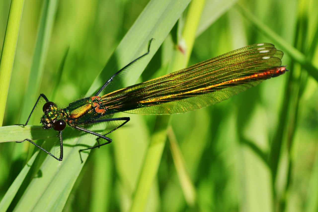 banded demoiselle  dragonfly  female free photo