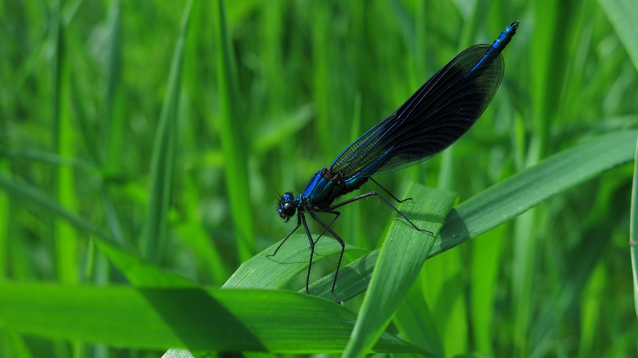 banded demoiselle  calopteryx splendens  dragonfly free photo