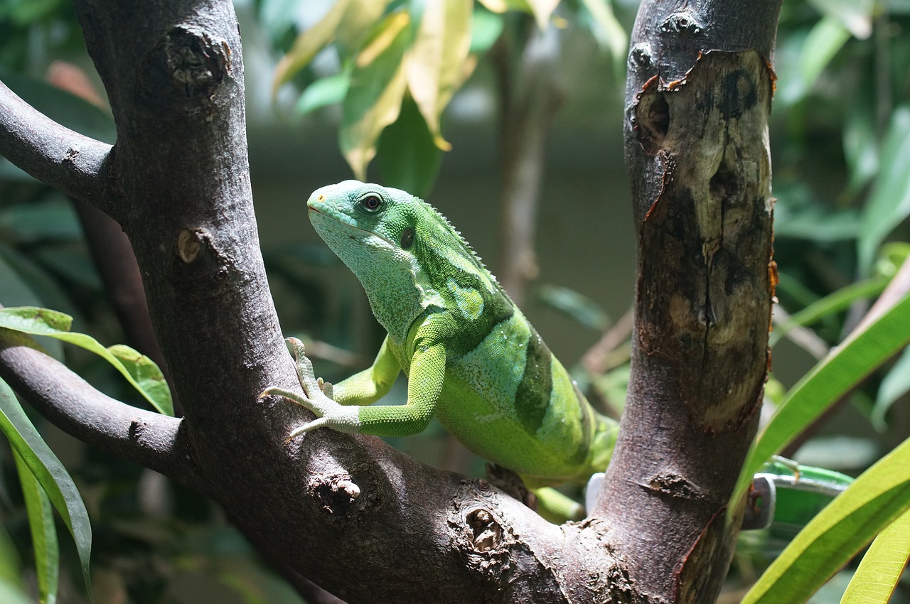 banded fiji iguana reptile striped free photo