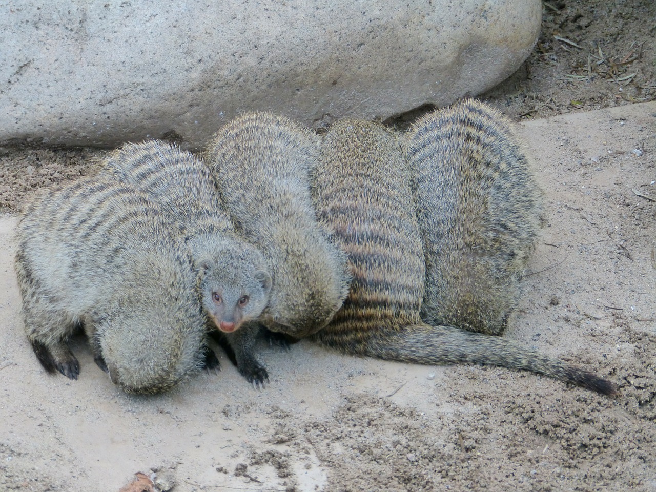 banded mongoose mammal mongoose free photo