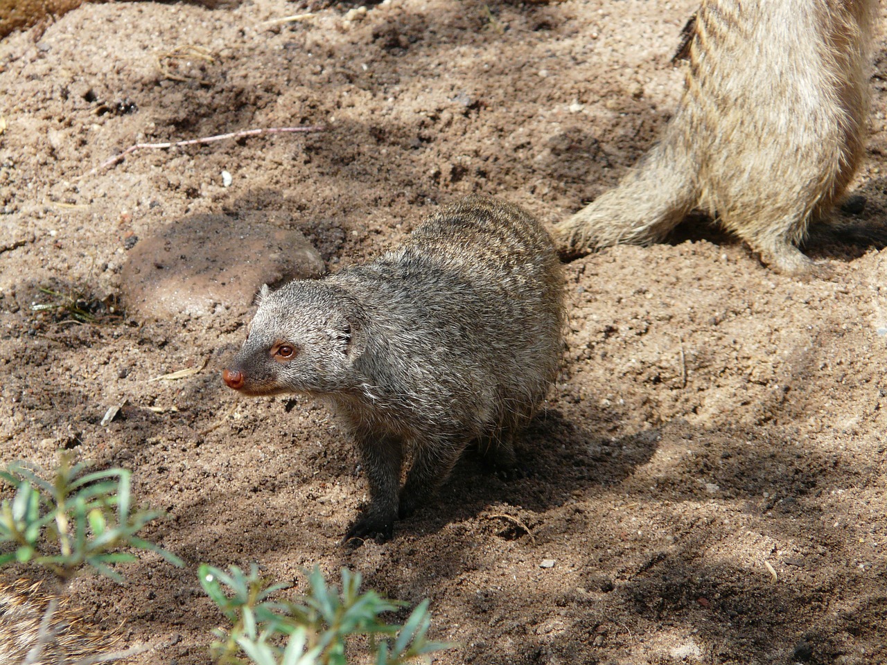 banded mongoose mungos mungo mammal free photo