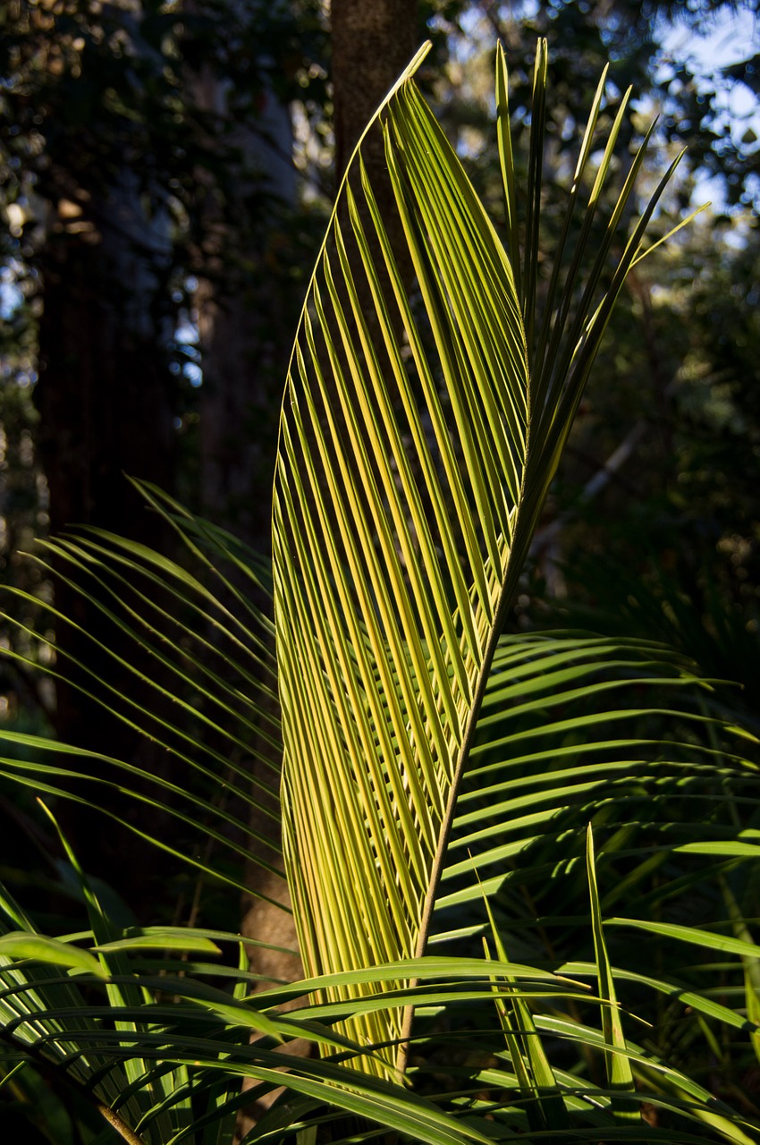 bangalow palm palm leaf free photo