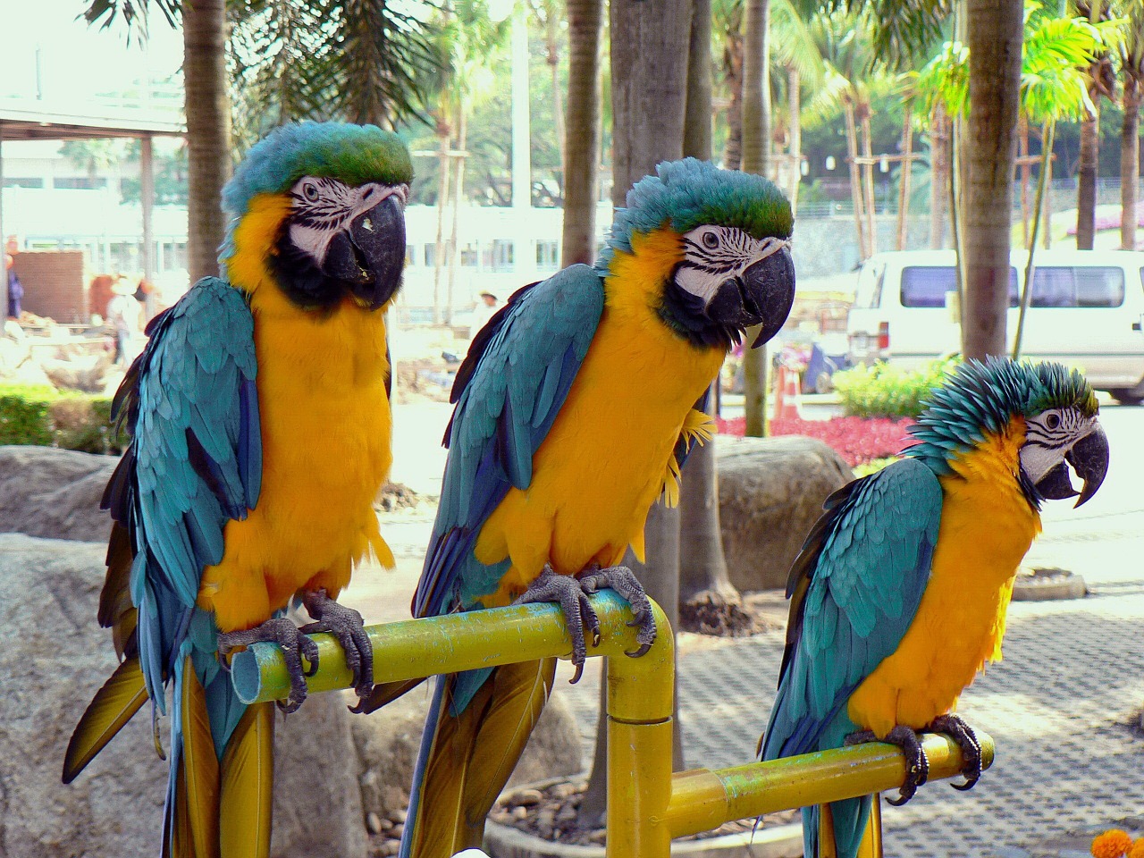 bangkok parrots macaws free photo