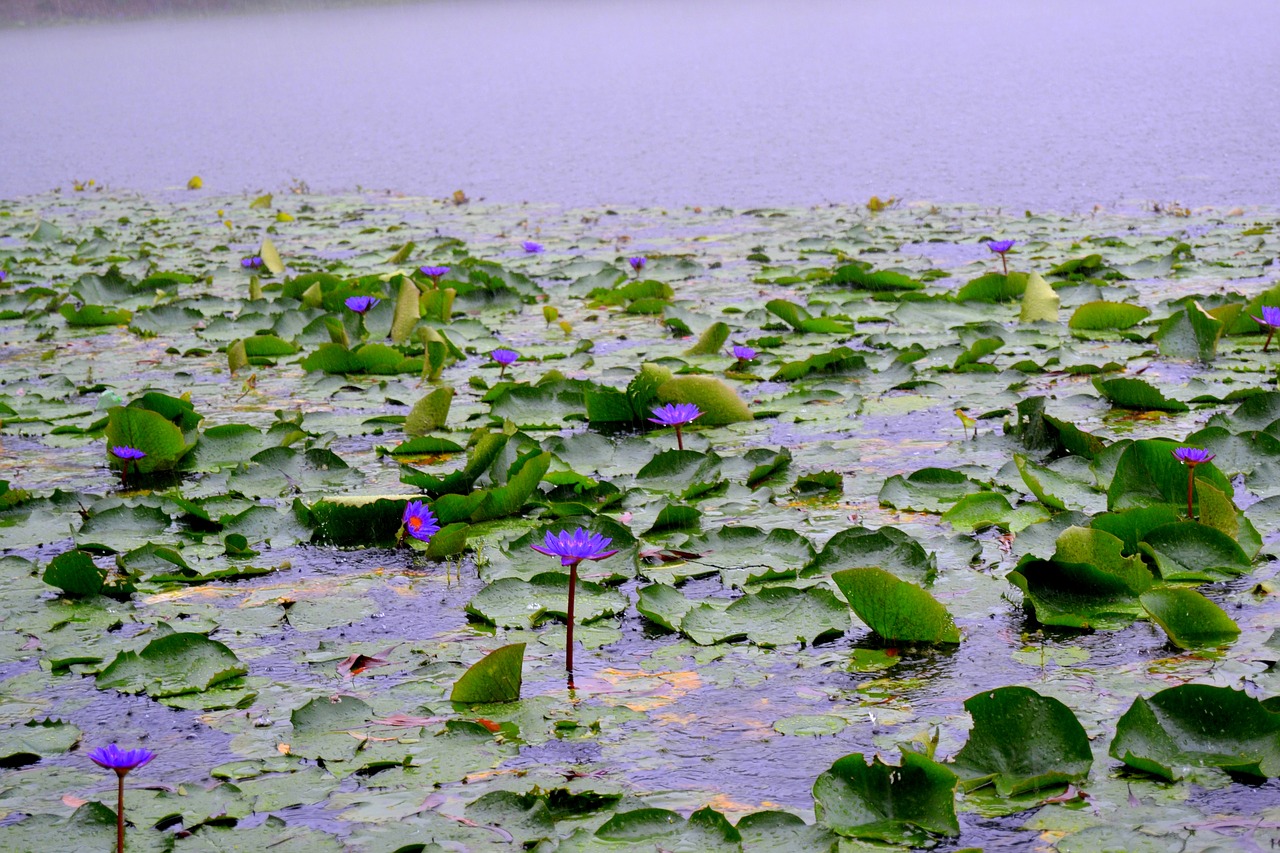 bangladesh national flower free photo