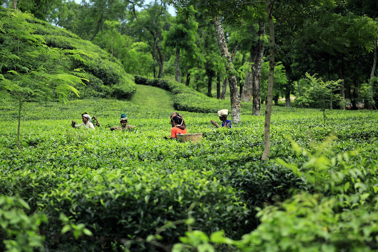 bangladesh  tea  garden free photo