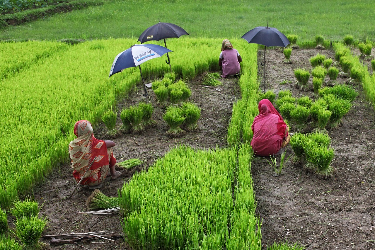 bangladesh  women  rice free photo