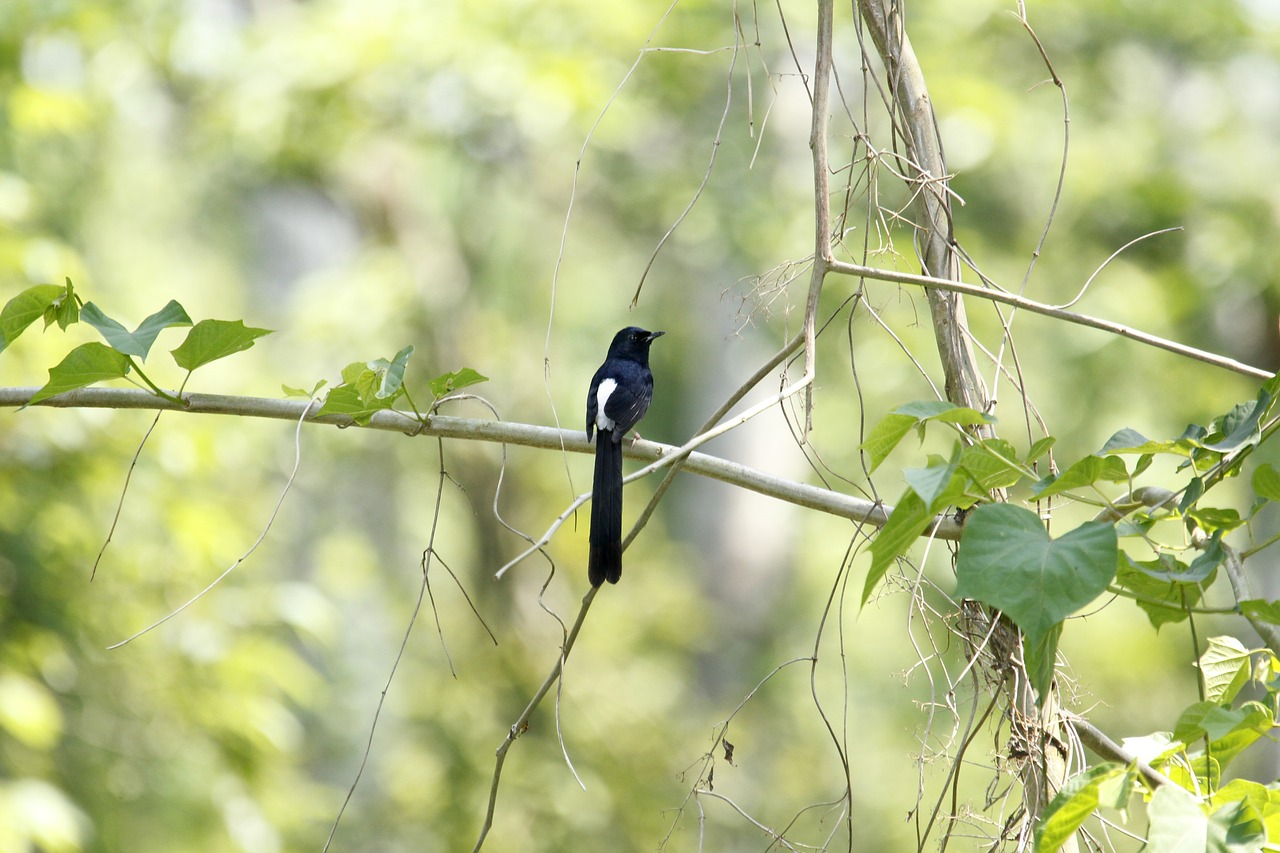 bangladesh  nature  bird free photo