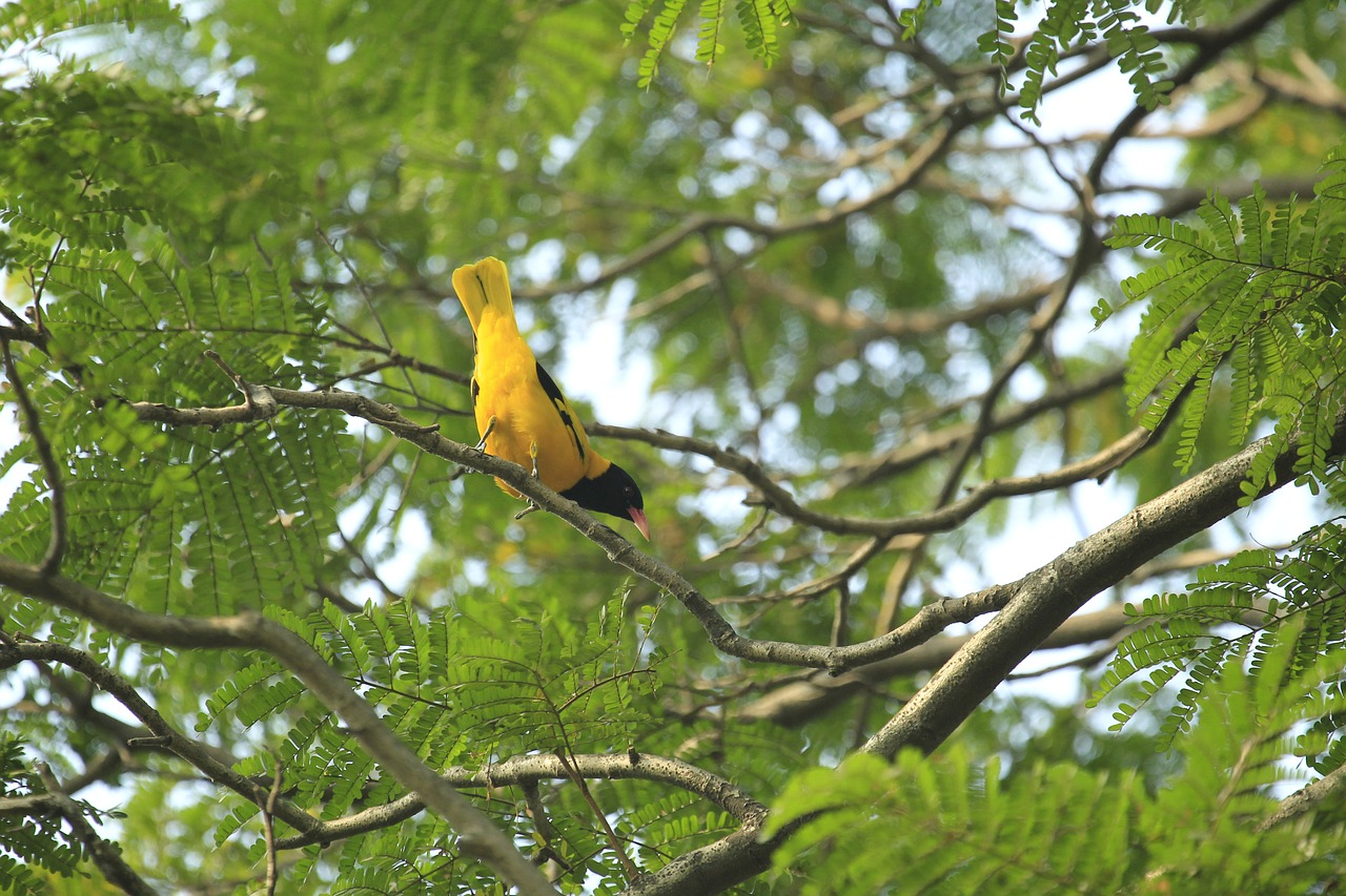 bangladesh  yellow  bird free photo