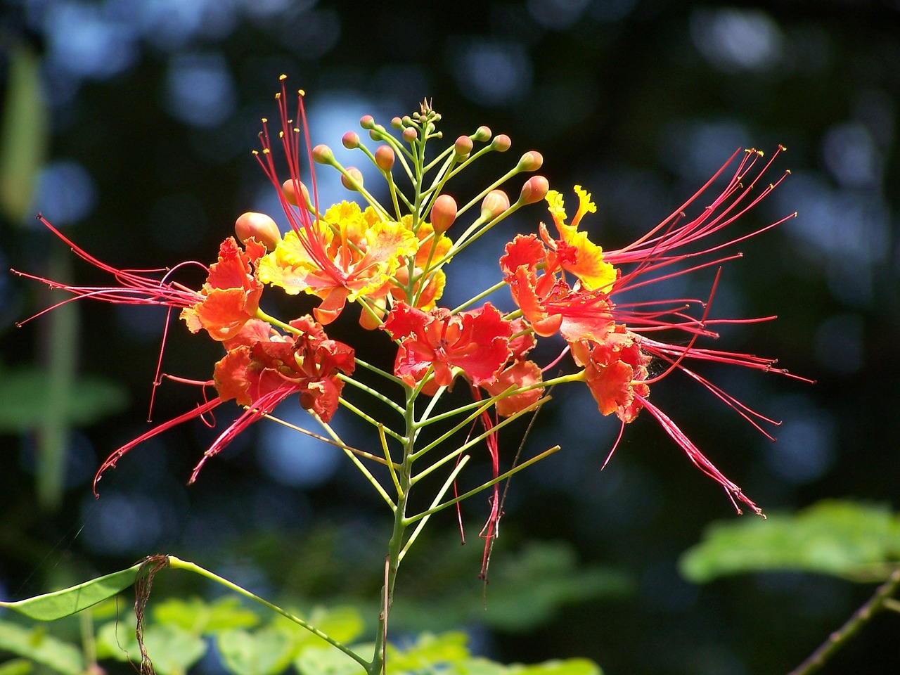 bangladeshi krishnachura flower free photo